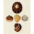 thumbnail image 2 of Knorr, G.W. 20x24 White Modern Wood Framed Museum Art Print Titled - Knorr Shells V, 2 of 4