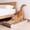 D, variant on Luckky Corrugated Cardboard Cat Scratching Board,Durable Claw Sharpener Scratch Pad,Indoor Cat Furniture Toy for Nail Trimming & Daily Entertainment