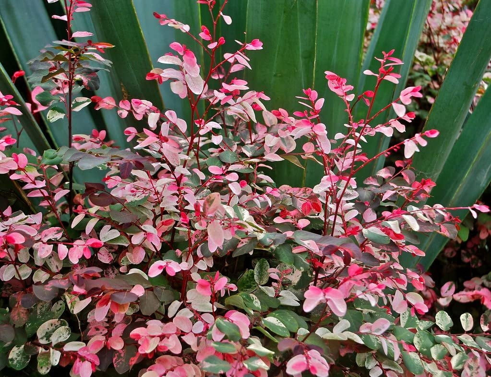 Breynia Disticha Roseopicta Snowbush  3 Live Plants  Ornamental Shrub, Perfect for Indoor & Outdoor Landscaping  Drought Tolerant, Low-Maintenance, Easy-to-Grow Plant