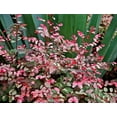thumbnail image 4 of Breynia Disticha Roseopicta Snowbush  10 Live Plants  Ornamental Shrub, Perfect for Indoor & Outdoor Landscaping  Drought Tolerant, Low-Maintenance, Easy-to-Grow Plant, 4 of 9