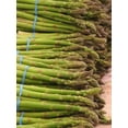 thumbnail image 4 of 100 MARY WASHINGTON ASPARAGUS Officinalis Perennial Vegetable Seeds, 4 of 4