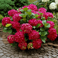 thumbnail image 4 of Red Hydrangea Live Plant, Hardy Flowering Shrub, 4 of 6