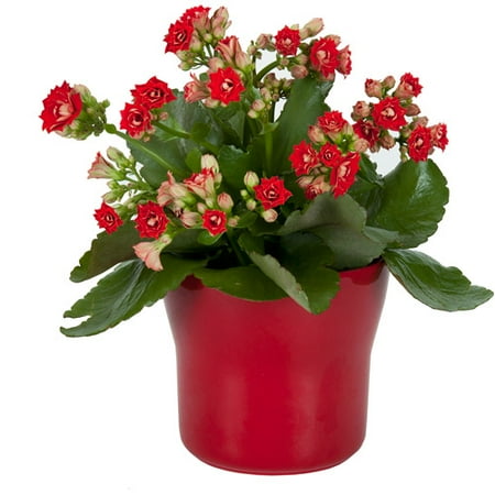 Exotic Angel Plants 4.5" Red Kalanchoe I