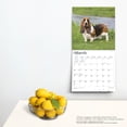 thumbnail image 4 of Basset Hounds | 2024 12x24" (Hanging) Square Wall Calendar | BrownTrout, 4 of 8