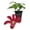 1 Plant, variant on Clematis Gravetye Beauty - 4 Live Starter Plants in 2 Inch Growers Pots - Starter Plants Ready for The Garden - Rare Clematis for Collectors