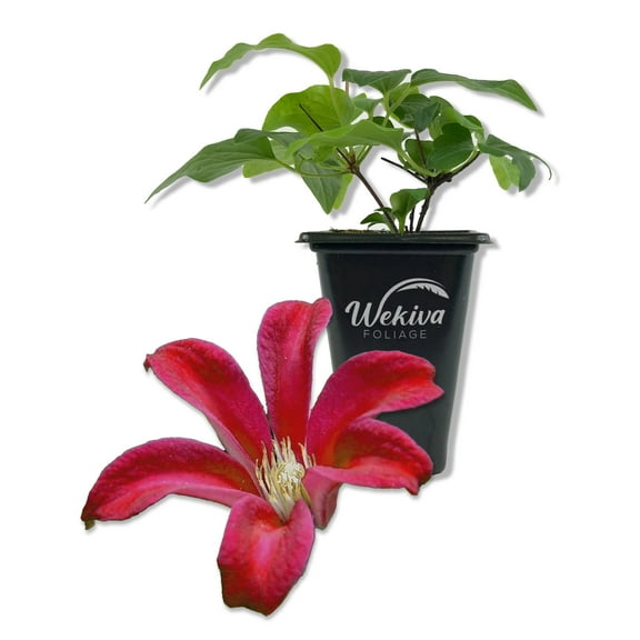 Clematis Gravetye Beauty - Live Starter Plant in a 2 Inch Growers Pot - Starter Plants Ready for The Garden - Rare Clematis for Collectors