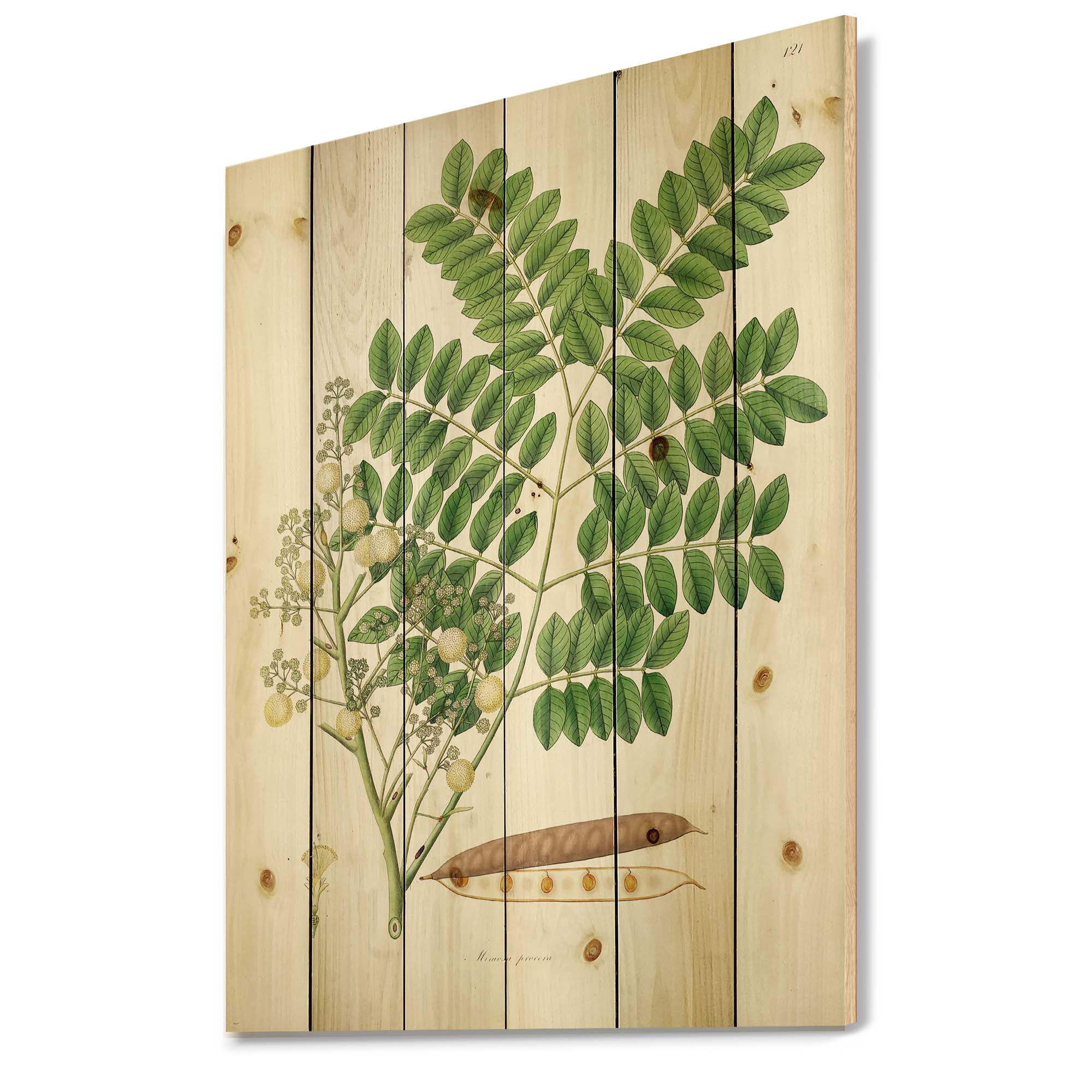 Designart 'Ancient Botanicals VII' Farmhouse Print on Natural Pine Wood