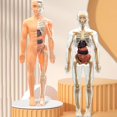 thumbnail image 4 of Teaching Tool 3D Human Torso Model DIY Mannequin Skeleton Organ Anatomy, 4 of 8