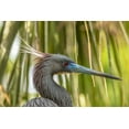 thumbnail image 2 of Jaynes Gallery 14x11 Gold Ornate Wood Framed with Double Matting Museum Art Print Titled - Florida-Anastasia Island-Alligator Farm Tri-colored heron in breeding plumage, 2 of 4