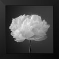 thumbnail image 2 of Frank, Assaf 20x20 Black Modern Framed Museum Art Print Titled - Peony flower, 2 of 5