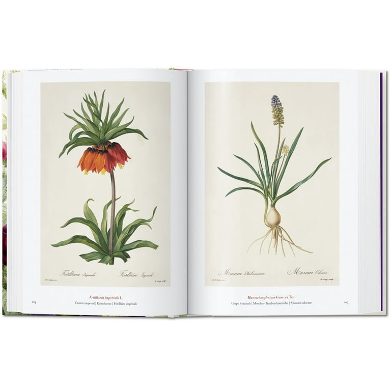 40th Edition Redouté. the Book of Flowers. 40th Ed