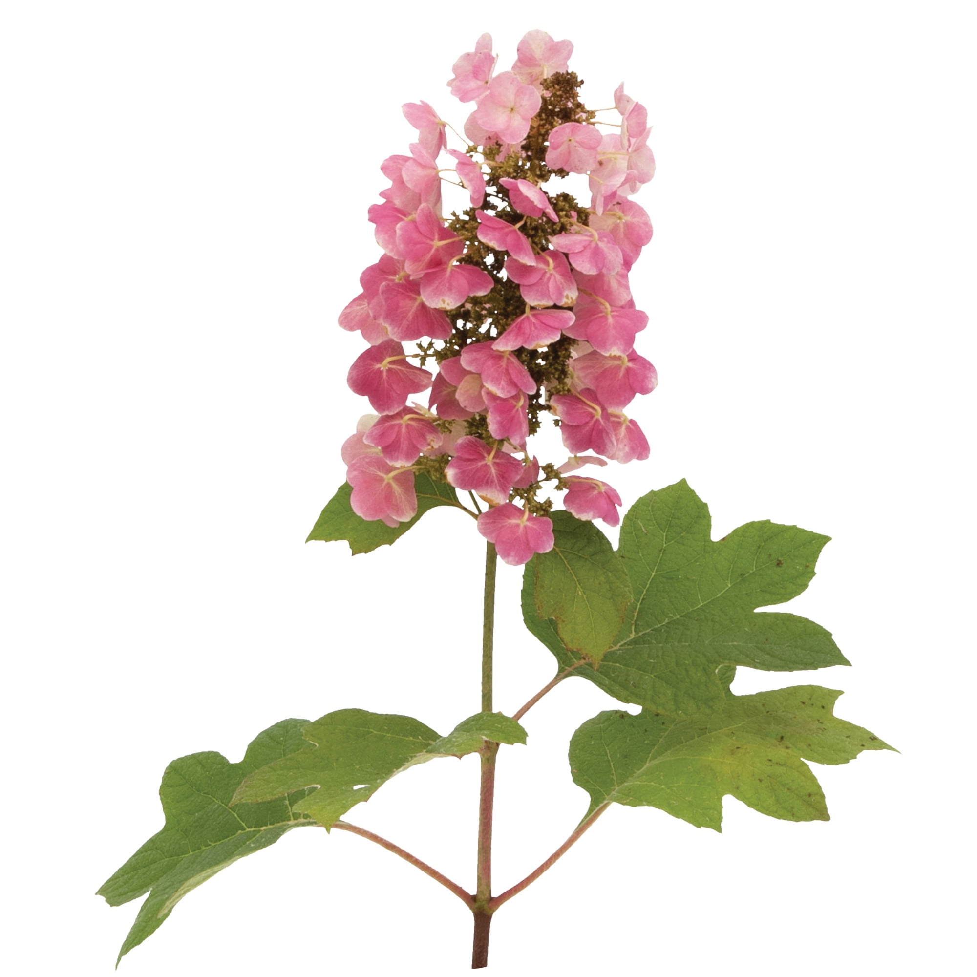 Proven Winners ColorChoice 5" Gatsby Pink Oakleaf Hydrangea Live Plant in 4.5" Pot (4 Count)