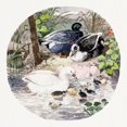 thumbnail image 2 of Herring, John Frederick 12x12 Black Modern Framed Museum Art Print Titled - British Ducks, 2 of 4