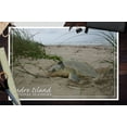 thumbnail image 2 of Padre Island National Seashore, Kemp's Ridley Sea Turtle Nesting (12x18 Wall Art Poster, Room Decor), 2 of 3