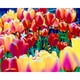 thumbnail image 1 of Wdftyju Pintura al óleo de flores coloridas por número Kit DIY lienzo de pintura acrílica (B1299) Wdftyju 7sa0bq4av9xk9pv9D04, 1 of 8