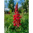 thumbnail image 2 of Red Lupine Seeds/Annual/ Full Sun/140 Seeds 1/8 oz-  Zellajake Farm and Garden - B261, 2 of 5