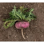 رقائق ماكا الحمراء الجيلاتينية العضوية 1 رطل