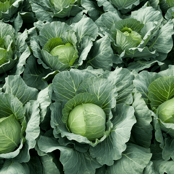 Set 500 Cabbage Seeds, Vegetable Seed, Dense Leaves, Cabbage Seeds for Outdoor Garden