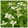 thumbnail image 2 of Everwilde Farms - 1 lb Turtlehead Native Wildflower Seeds - Gold Vault Bulk Seed Packet, 2 of 3