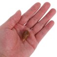 thumbnail image 4 of Miangastore 6pcs Agate Snail Conch Specimen Rare Ancient Gastropod For Education Geology Science Teaching And Collecting Unique Shell Shapes, 4 of 8