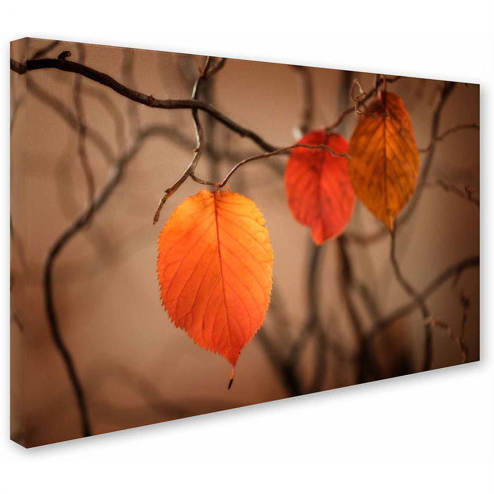 Trademark Fine Art "Leaves after Leaves" Canvas Art by Philippe Sainte-Laudy