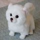 thumbnail image 3 of Divertido peluche hecho realista perro Pomerania adornos coleccionables accesorios fiesta Favor creativo suministros aliviar Kit, 3 of 4