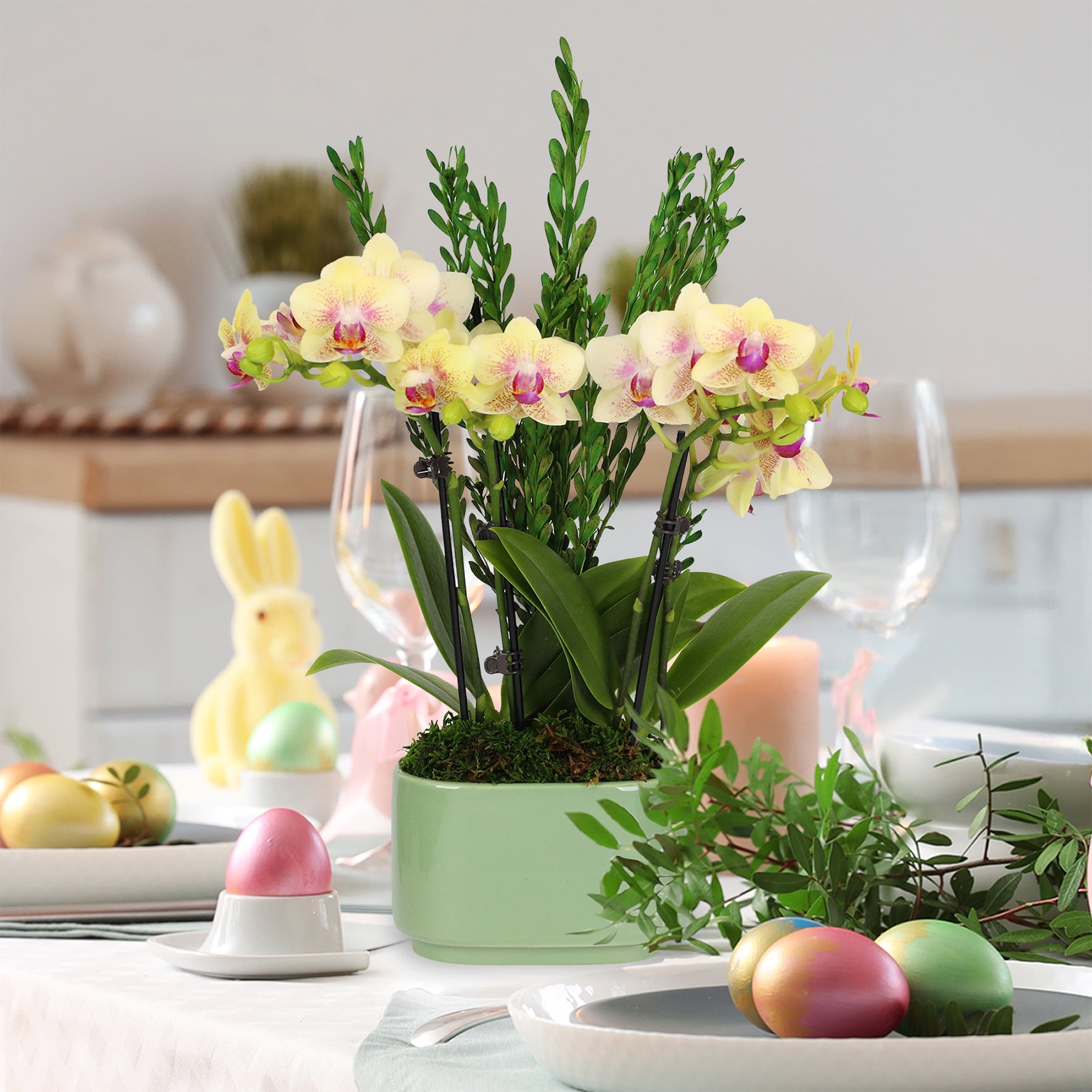 4in Yellow Live Orchid Duo in Sage Green Pot with Preserved Green Stems
