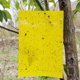 thumbnail image 4 of 54 Piezas Fuertes Trampas Adhesivas Para Moscas Para Plantas De Interior Y Exterior, Pegatinas De Papel Para Moscas Naturales Seguras, Atrapamoscas De Doble Cara, Impermeables, Placas Amarillas, Pega Muyoka Hogar, 4 of 7