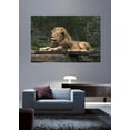 thumbnail image 2 of Wallhogs Lion Resting Glossy Wall Mural, 2 of 2