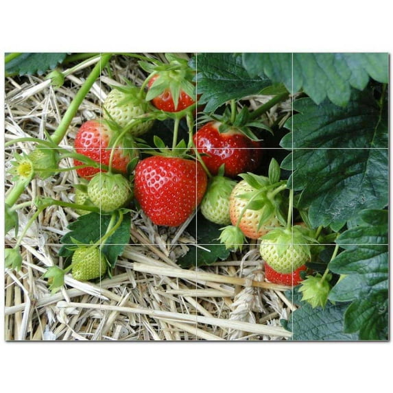 Fruit Food Ceramic Tile Mural Kitchen Backsplash Bathroom Shower 400672-M43