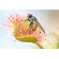 thumbnail image 2 of Organic Carnivorous Plant Mix by Perfect Plants - 4 Quart, 2 of 4