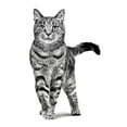 thumbnail image 3 of Alimento Para Gato Royal Canin Feline Adult 10 kg, 3 of 3
