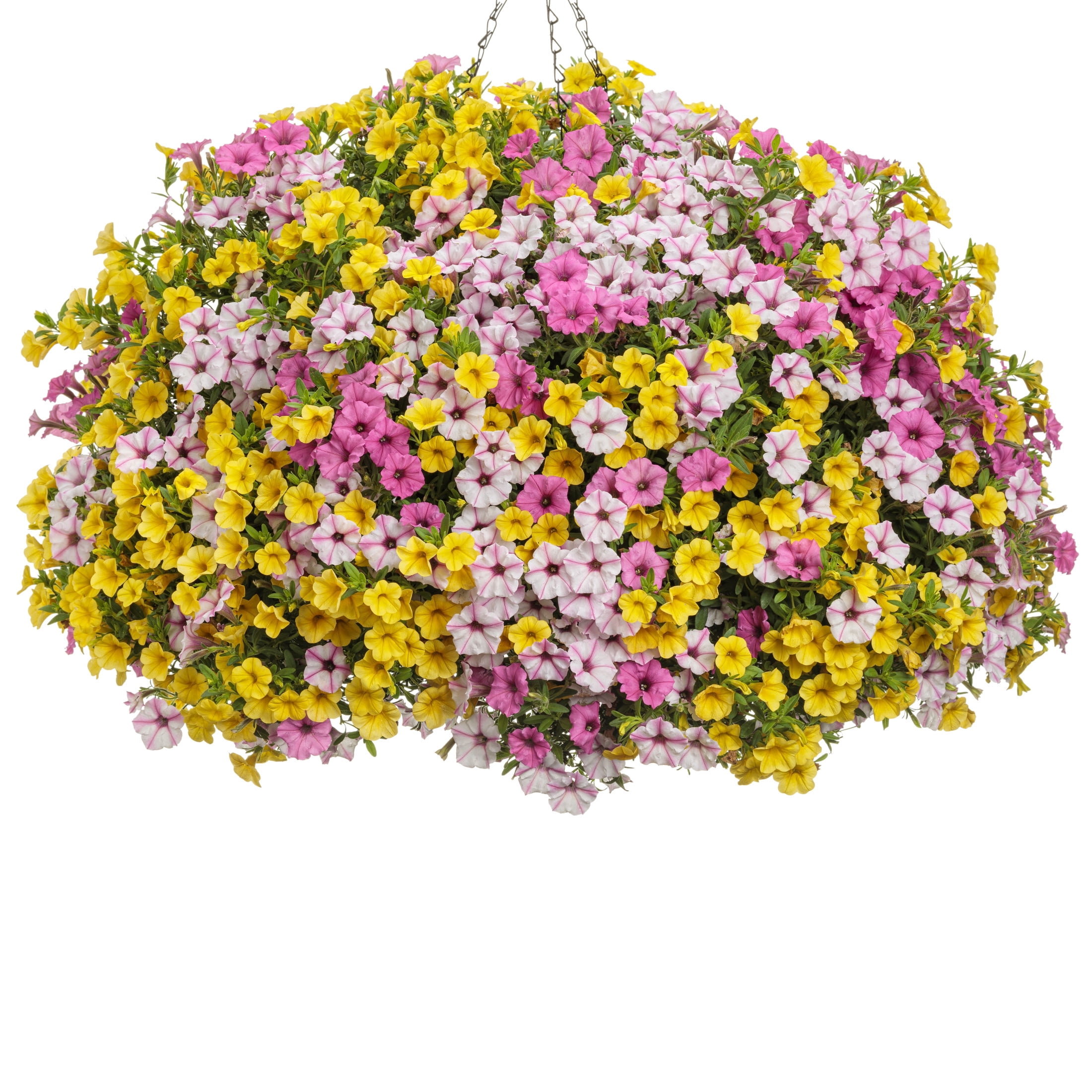 Proven Winners 4" Supertunia Mini Vista Yellow Petunia Live Plant in 4.25" Pot (4 Count)