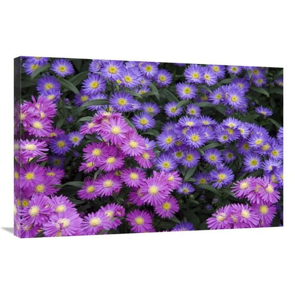 24 x 36 in. Aster Flowers Art Print - Visionspictures