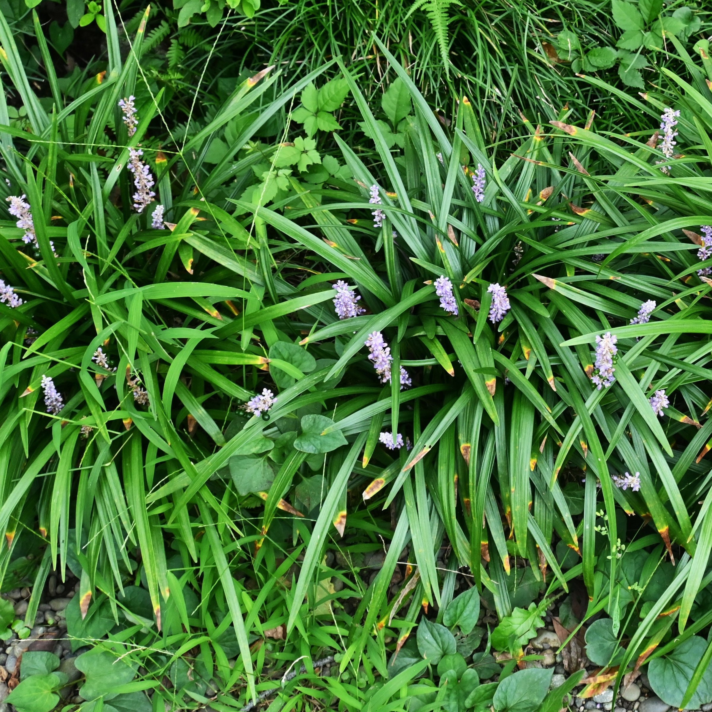 National Plant Network 1 gal. Liriope Big Blue Grass