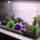 thumbnail image 5 of Nuevo paisajismo para peceras, decoraciones de plástico para peceras, bolas de flores artificiales y pajares., 5 of 5
