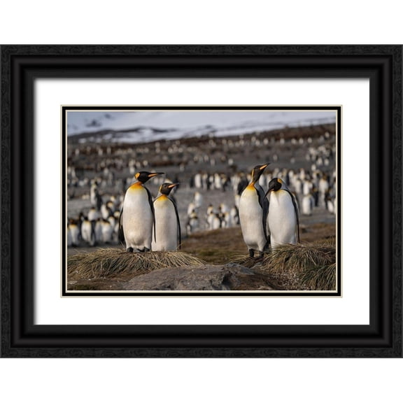 Jaynes Gallery 24x17 Black Ornate Wood Framed with Double Matting Museum Art Print Titled - Antarctica-South Georgia Island-St Andrews Bay King penguins at their nests