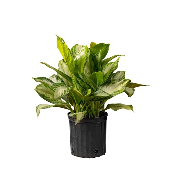 Costa Farms 22" Aglaonema Medium House Plants in 10" Grower Pot