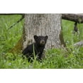 thumbnail image 2 of Grall, Don 18x13 White Modern Wood Framed Museum Art Print Titled - TN, Great Smoky Mts Black bear cub next to tree, 2 of 4