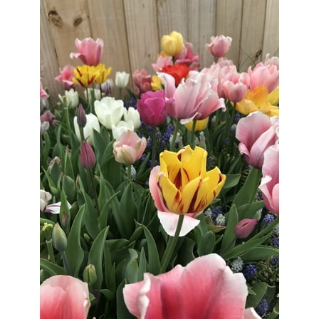 25 Rainbow/ Landscape Mixture Tulip Bulbs - Tulipa Triumph