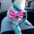 thumbnail image 3 of Reflective Rope Slip Training Lead, Mountain Climbing Rope Pets Leash For Dogs And Cats Blue L, 3 of 5