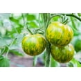 thumbnail image 3 of Green Zebra Tomato Seeds - 50+ Seeds, Made in USA - Stunning Color, 3 of 3