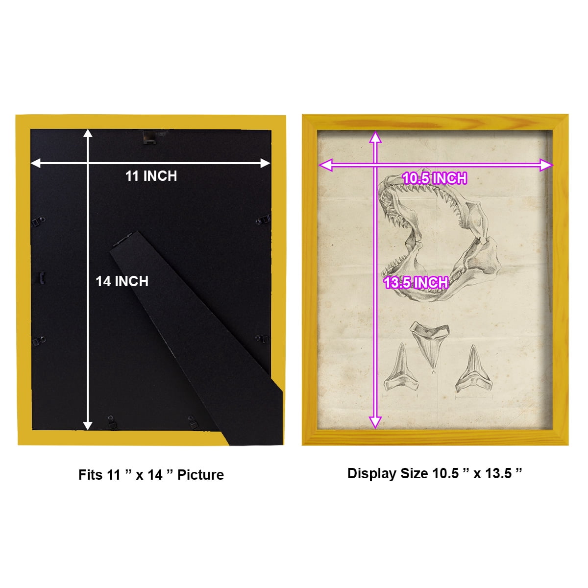 Shark Study II - Framed Print w/glass - Sunflower Yellow