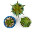 thumbnail image 4 of Mainstays by Becky G. & Alejandra 5.5" Artificial Succulent Plants in Blue, Green & White Modern Ceramic Planters (3 Count), 4 of 11