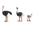 thumbnail image 4 of Ostrich Toy, Animal Figurines Fine Workmanship Comfortable Grip Teaching Model Manual Coloring  For School For Garden For Household, 4 of 8