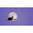 thumbnail image 2 of Morris, Arthur 14x10 White Modern Wood Framed Museum Art Print Titled - New Mexico Sandhill crane flying by the moon, 2 of 4