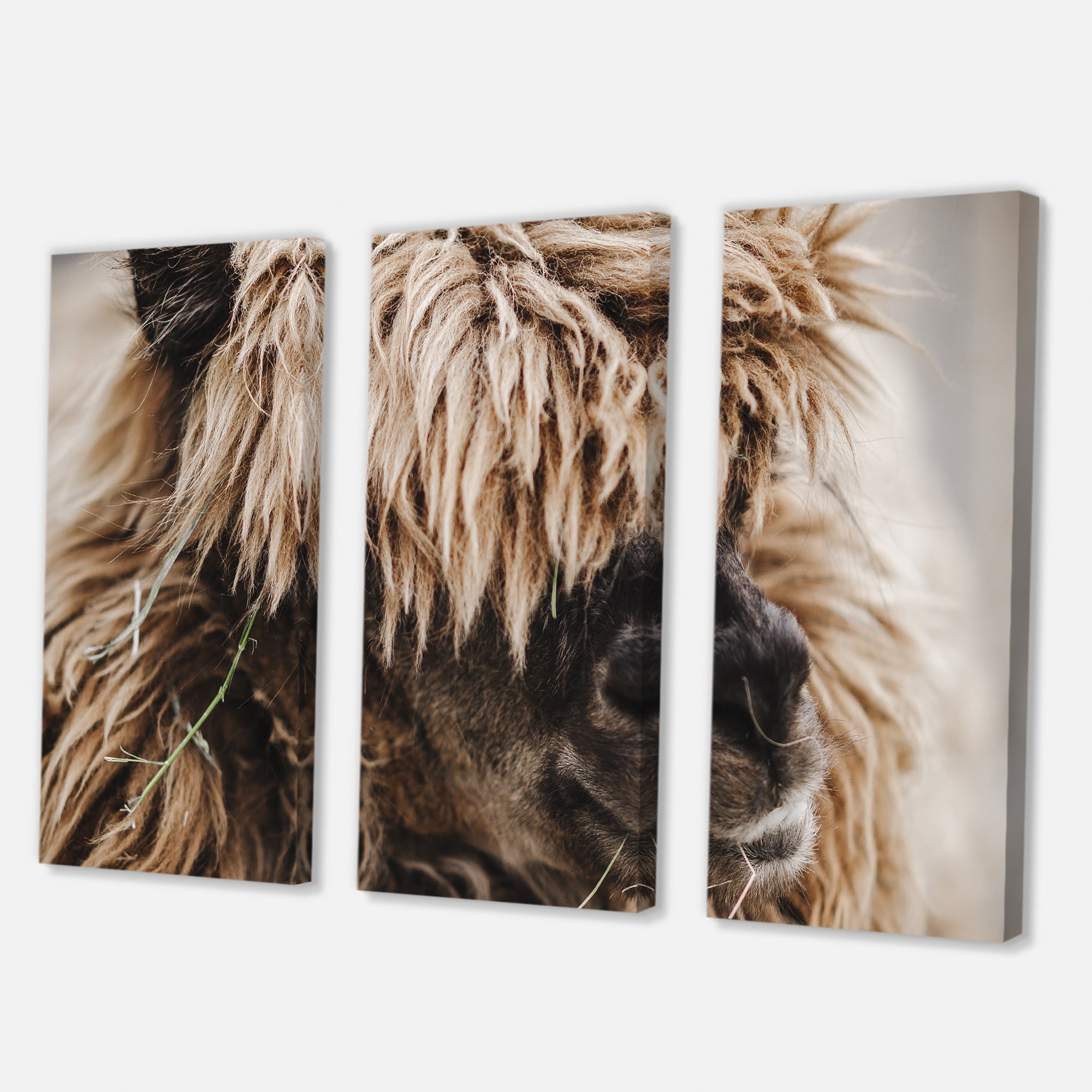 Close Up Of Fluffy Curly Alpaca 28 in x 36 in Photography Canvas Art Print, by Designart