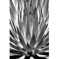 thumbnail image 2 of Taylor, Douglas 11x14 Gold Ornate Wood Framed with Double Matting Museum Art Print Titled - Agave Finale BW, 2 of 4