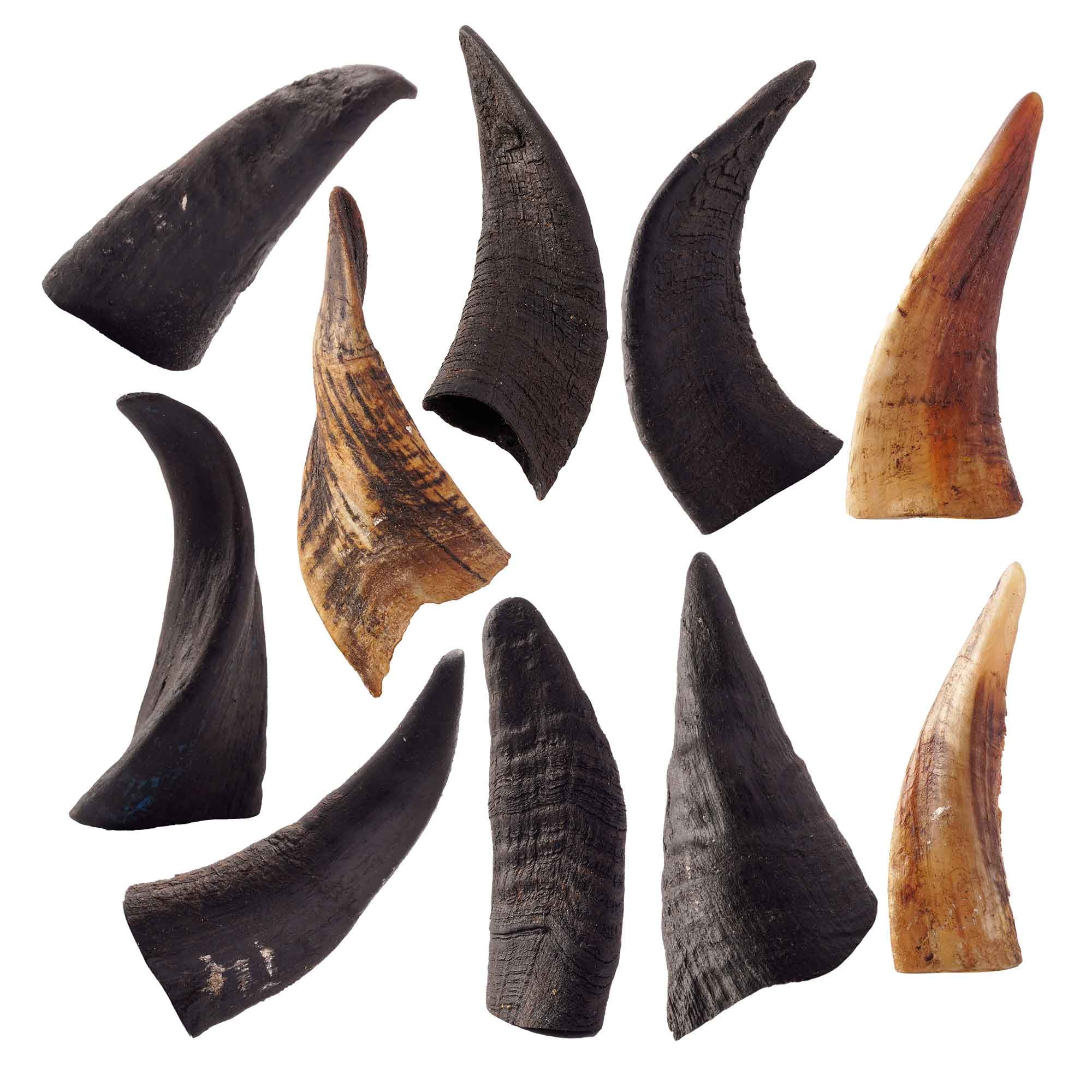 Mountain Goat Horn -100% Natural, Long-Lasting Dog Chews & Treats, New, 10 Count-10 oz