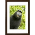 thumbnail image 2 of Monkey Selfie Framed Print Wall Art by David Slater Sold by Art.Com, 2 of 5